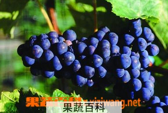 果蔬百科野生蓝莓酿的酒