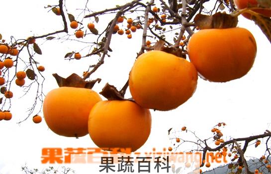 果蔬百科柿子