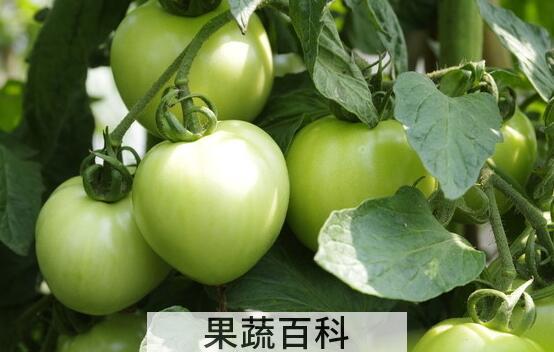 果蔬百科青番茄能吃吗