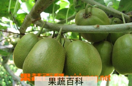 果蔬百科猕猴桃变软