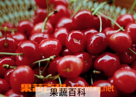 果蔬百科车厘子