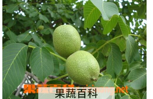 果蔬百科生核桃