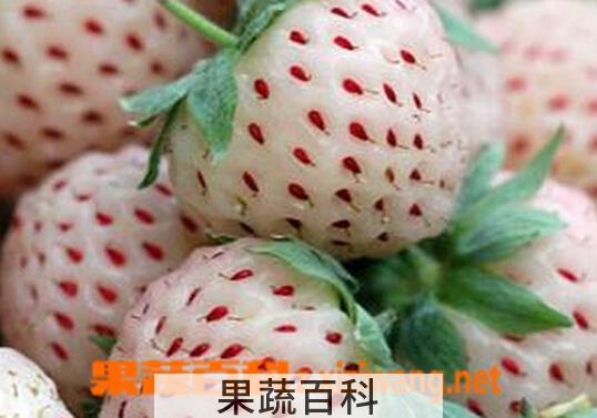 果蔬百科菠萝莓
