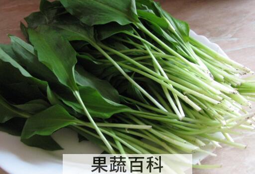果蔬百科野韭菜的功效与作用