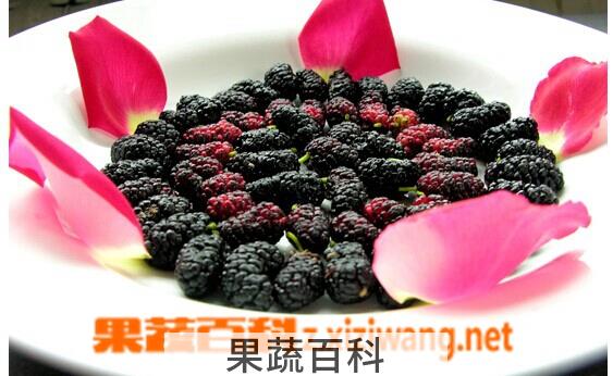 果蔬百科桑椹