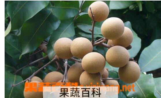 果蔬百科龙眼