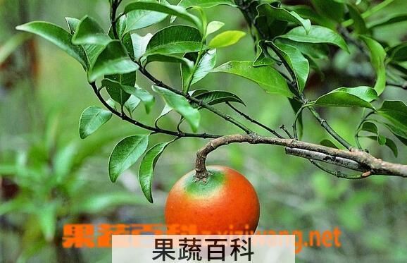 果蔬百科山橙