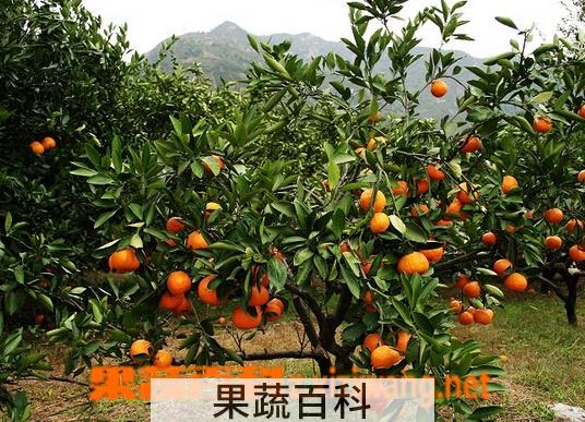 果蔬百科山桔
