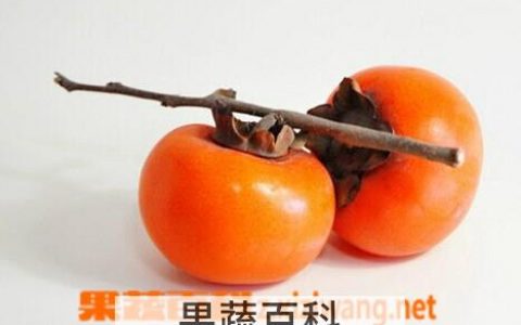 绿色的小柿子的功效和作用 火罐柿子的功效和作用