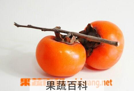 果蔬百科柿子