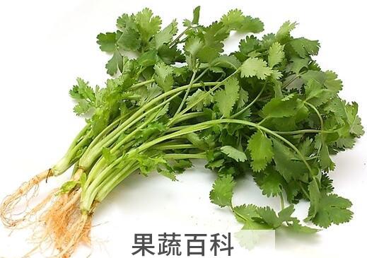 果蔬百科香菜煮水的功效与作用