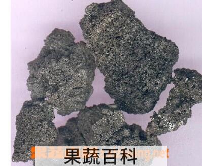 果蔬百科枣子