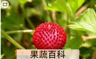 果蔬百科蛇莓