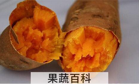 果蔬百科红薯