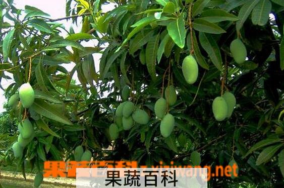 果蔬百科芒果叶