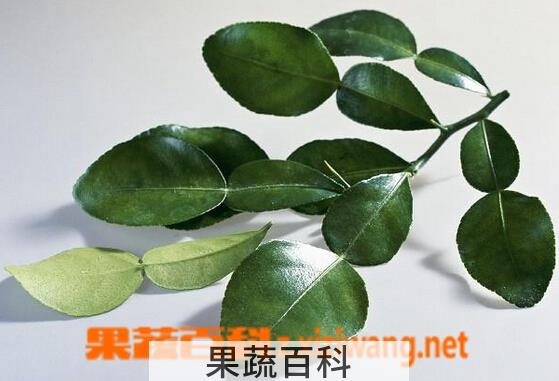 果蔬百科柠檬叶