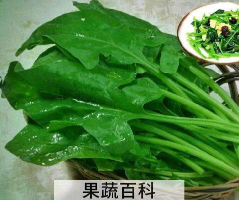 果蔬百科菠菜