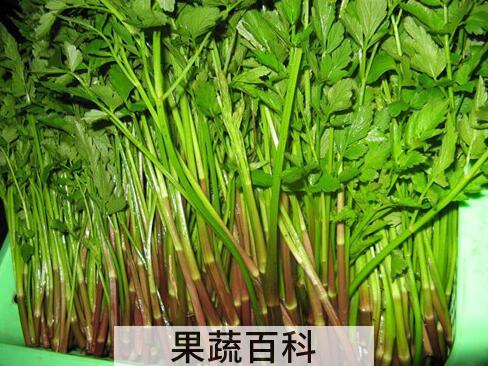 果蔬百科水芹菜的功效与作用