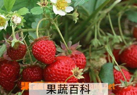 果蔬百科草莓
