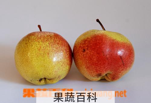 果蔬百科苹果梨