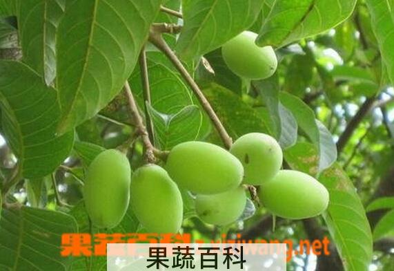 果蔬百科青果