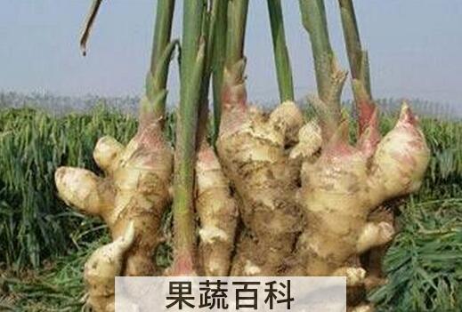 果蔬百科姜芽的功效与作用