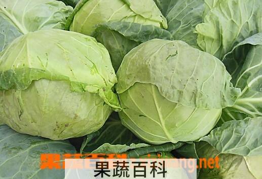 果蔬百科卷心菜的功效与作用