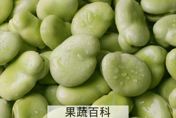 果蔬百科吃蚕豆的好处与坏处