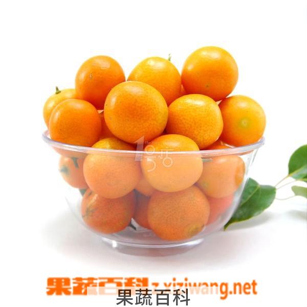 果蔬百科金桔子