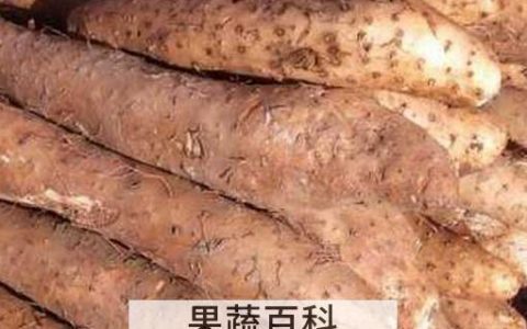 山药发芽之后还能吃吗?发芽后,主要是会发生这个变化 山药发芽能吃吗 山药发芽了还能吃吗