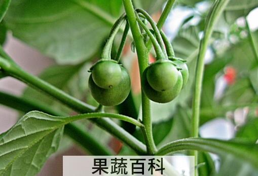 果蔬百科天茄子的功效与作用