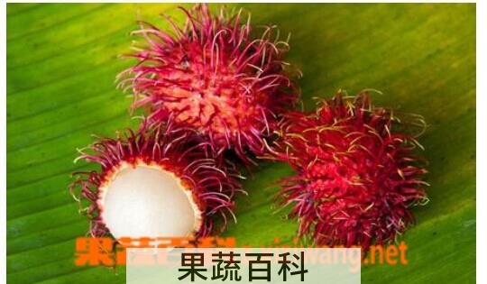 果蔬百科红毛丹