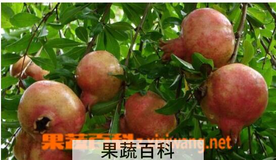果蔬百科石榴皮