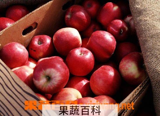 果蔬百科苹果