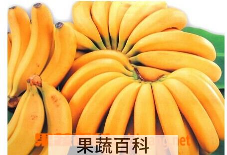 果蔬百科香蕉