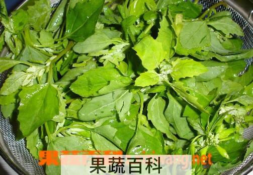 果蔬百科吃灰灰菜的好处与坏处