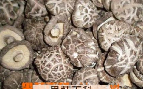 花菇的作用及营养价值 花菇有什么功效