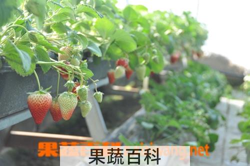 果蔬百科草莓