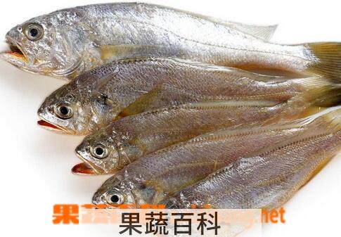 果蔬百科野生黄鱼的营养价值与功效