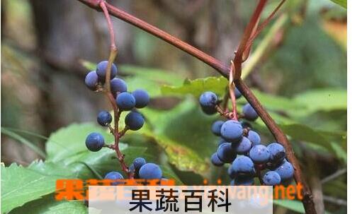 果蔬百科野生山葡萄