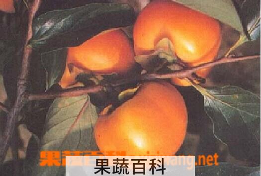 果蔬百科鲜柿