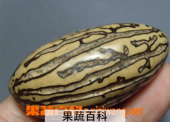 果蔬百科千眼菩提果