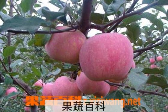 果蔬百科怎样挑选好吃的苹果