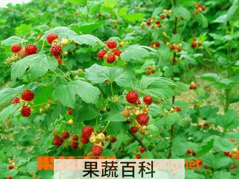 果蔬百科树莓