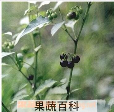 果蔬百科黑天天