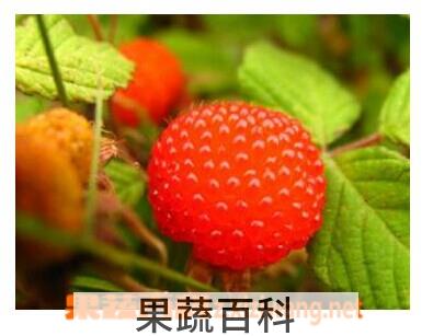 果蔬百科山莓