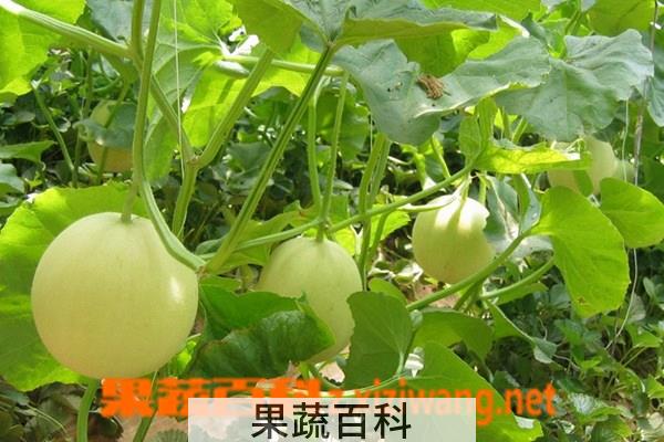 果蔬百科甜瓜茎