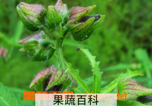 果蔬百科咖啡黄葵的功效与作用