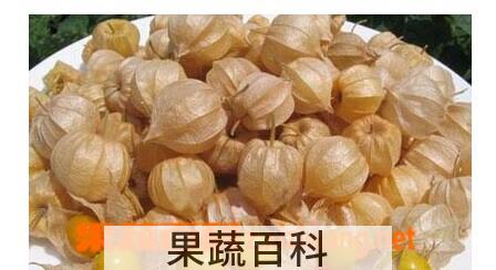 果蔬百科毛酸浆