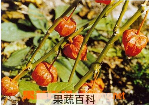 果蔬百科菇茑
